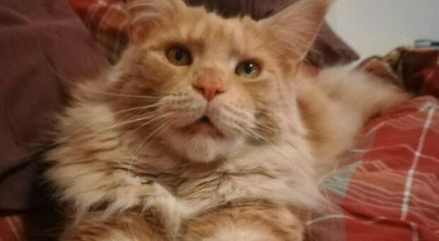Simba, il gatto sbranato dai lupi: cresce la preoccupazione tra i residenti. «Attenzione, questo è il terzo episodio»