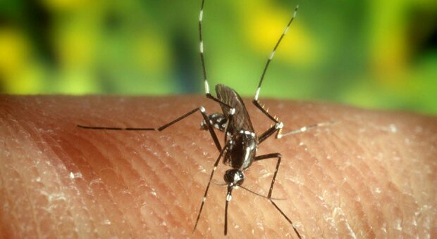 West Nile, primo caso a Padova: paziente ricoverato con febbre molto alta