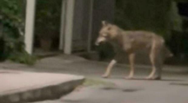 Il lupo che ha aggredito una bimba al parco spaventa Arrone, in Umbria. «Ecco come comportarsi se lo avvistate»