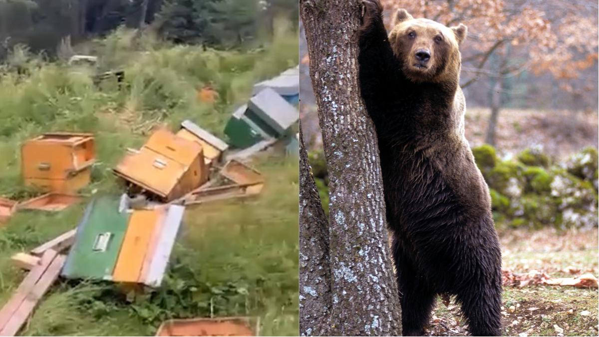 Orso in azione a Saviore, distrutto un apiario. L’amarezza degli allevatori: “Non ci resta più nulla”