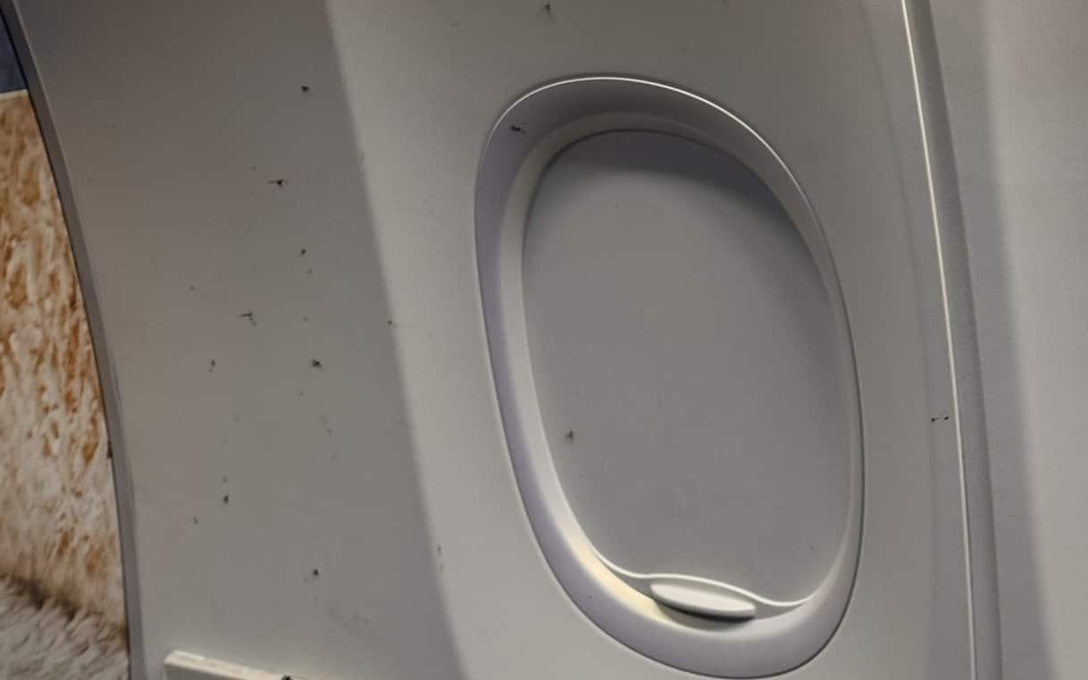 Zanzare invadono aereo, disavventura sul volo Ryanair Milano-Alicante